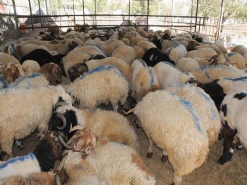 Sınırda Koyun Kaçakçılığı