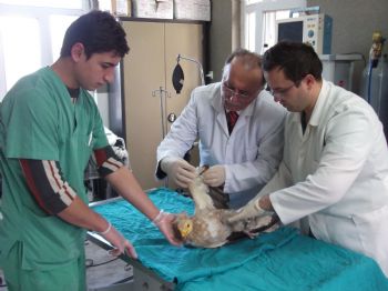 Yaralı Mısır Akbabası Tedavi Altına Alındı