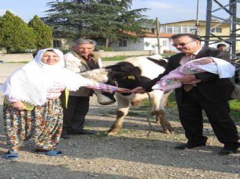 ALI OSMAN BAYRAK - Çan’da 17 Aileye Süt İneği Dağıtıldı