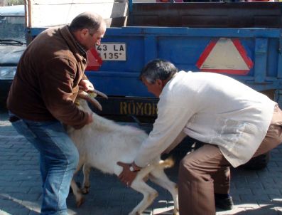 Gediz`de 15 Kıl Keçisi Yetiştiricisine 30 Saanen Tekesi Dağıtıldı
