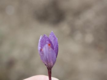 GÖKHAN AZCAN - Safran Hasadı Başladı