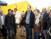 Sivas`ta 1 Tonluk `behlül` 8 Bin 500 Tl`ye Satıldı