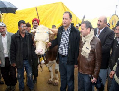 Sivas`ta 1 Tonluk `behlül` 8 Bin 500 Tl`ye Satıldı