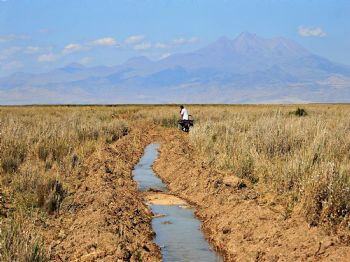 SINDELHÖYÜK - Sultan Sazlığı`nda Bin Hektarlık Alanda Saz Kesimine İzin Verildi