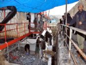 Ucuz Hamsi Yüz Güldürdü