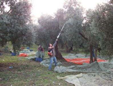 MUAMMER KUTLU - Zeytin Hasadı Başladı