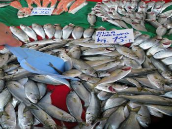 KUMKAPı - Balıkçılardan 'çinekop Şikesi' İddiası