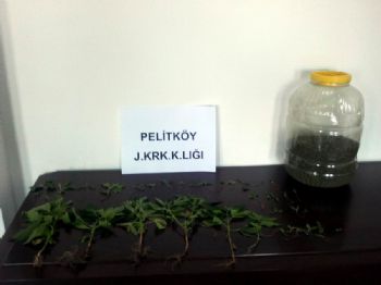 PELITKÖY - Burhaniye’de Zehir Tacirleri Cezaevini Boyladı