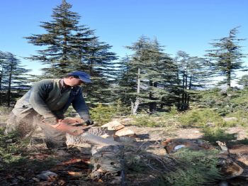 Orman Tahribatına Son Veren Uygulama