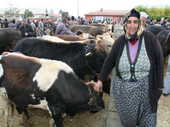 ULALAR - Eşiyle Birlikte Kurbanlık Satmaya Çalışıyor