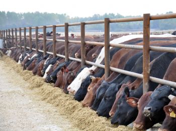 BEKIR ULUBAŞ - İthal Kurbanlıklar Lüleburgaz’da Alıcısını Buluyor