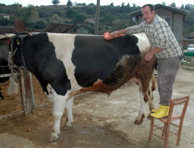 (özel Haber) 1,5 Tonluk 2 Metre Yüksekliğindeki Dev Dana