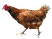 Tavuk Taşlık Zarı Klinik Çalışmalarında İlginç Sonuçlar Çıktı