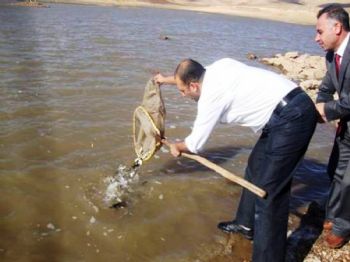 25 Bin Sazan Balığı Göletlere Bırakıldı