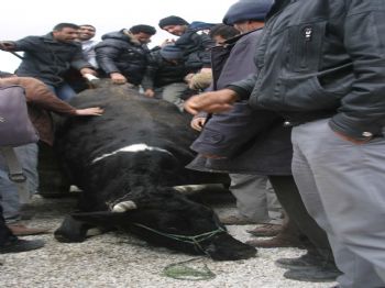 TATLıCAK - Konya`dan Kurbanlık Manzaraları