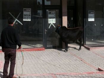 Ankara’da Kaçan Boğaya Taksimetre Bile Yetişemedi (1) (özel)