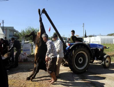 Antalya`da Traktör Vinçli Kurban Kesimi