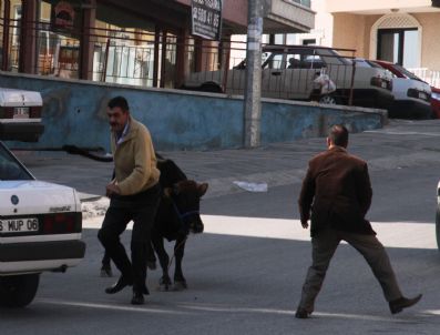 Başkentte Boğalar Ortalığı Birbirine Kattı