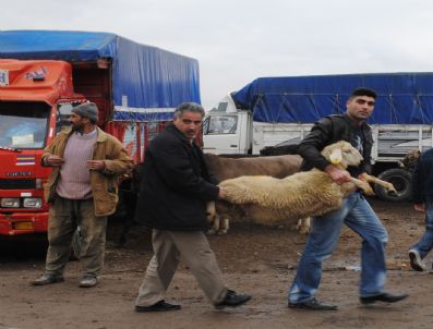 Besiciler Hayvanlarını Ucuza Sattı