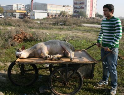 Bursa`dan İlginç Kurban Manzaraları