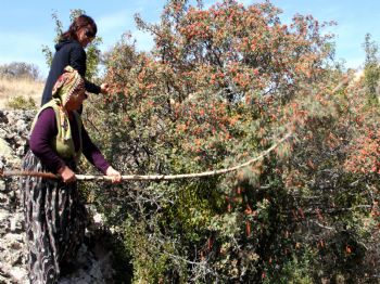 Çankaya`da Dikilen Kuşburnular İlk Meyvelerini Verdi