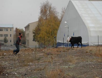 Erzurum`da Kaçan Boğa Terör Estirdi