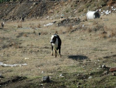 İslahiye`de Kaçan Dana Operesyonu