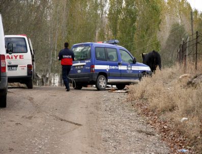Kaçan Boğa Zabıta, İtfaiye ve Polisi Peşinden Koşturdu