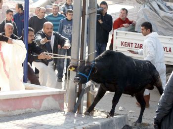 Kaçan Boğayı Taksiyle Takip Eden Sahipleri 60 Lira Yol Parası Ödedi (2)