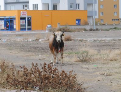 Kaçan Kurbanlık Dana Tehlike Saçtı
