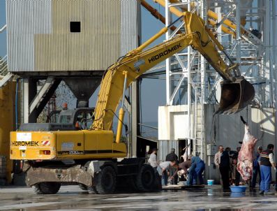 (özel Haber) Çanakkale`de Kepçeyle Kurban Kesimi