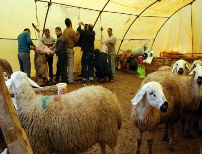 Tokat`ta Kurban Bayramı`ndan Manzaralar