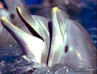 Yunuslara Özgürlük İçin Daldılar