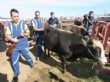 Boğa Yakalama Timi 3 Günde 15 Kaçak Kurban Yakaladı