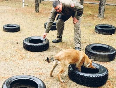 Bu köpekler sahte parayı kokusundan tanıyor