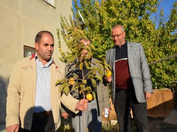 Darende`de Trabzon Hurmasına İlgi Artıyor