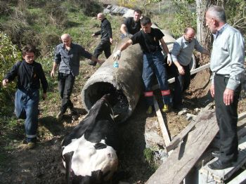 NURTEPE - Su Kanalında Sıkışan Kara Kız İtfaiye Operasyonuyla Kurtarıldı (özel)