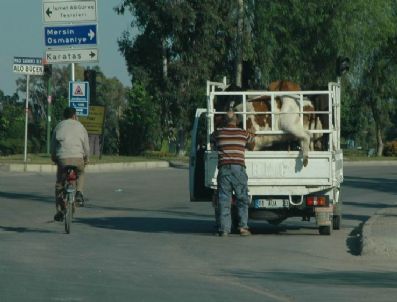 Bu Da İlginç Kurban Taşıma Yöntemi
