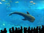 İstanbul akvaryum'u bayramda 50 bin ikşi ziyaret etti