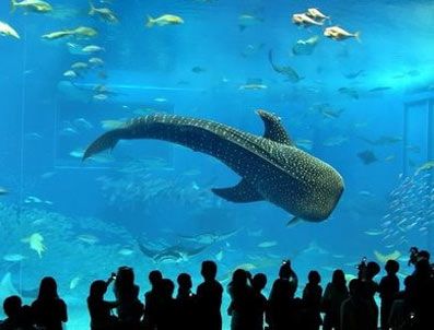 İstanbul akvaryum'u bayramda 50 bin ikşi ziyaret etti