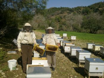 Zeytin Sineği İle Mücadele Dönemi Sebebiyle Arıcılar Uyarıldı