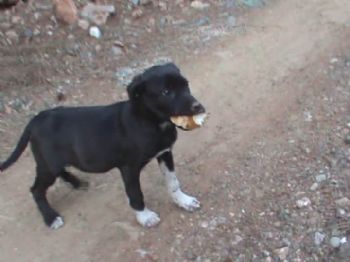 Bu Köpek Aç Kalmaz