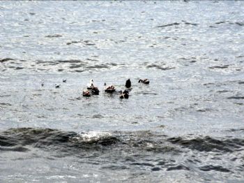 Göçmen Kuşları Kazlar Karadenizde Mola Verdi