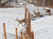 Kartepe'de Doğaya 6 Kızıl Geyik Salındı