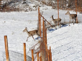 MUSTAFA ÜNALDı - Kartepe'de Doğaya 6 Kızıl Geyik Salındı