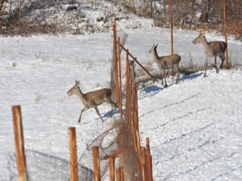 ŞÜKRÜ KARABALıK - Kartepe'de Geyik Sayısı 62'ye Çıktı