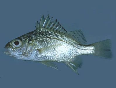 KıZıLDENIZ - Kızıldeniz'den Akdeniz'e balık göçü