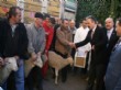 Zonguldak’ta 35 Çiftçiye 525 Merinos Koyunu Dağıtıldı