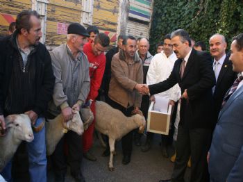Zonguldak’ta 35 Çiftçiye 525 Merinos Koyunu Dağıtıldı