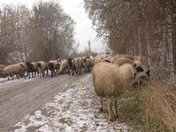 Deprem Hayvanları Da Vurdu